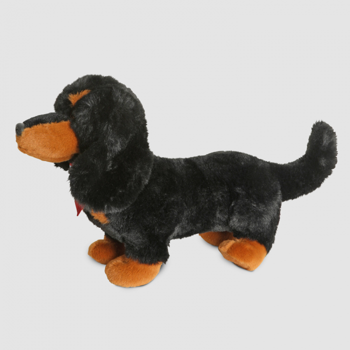 Dachshund